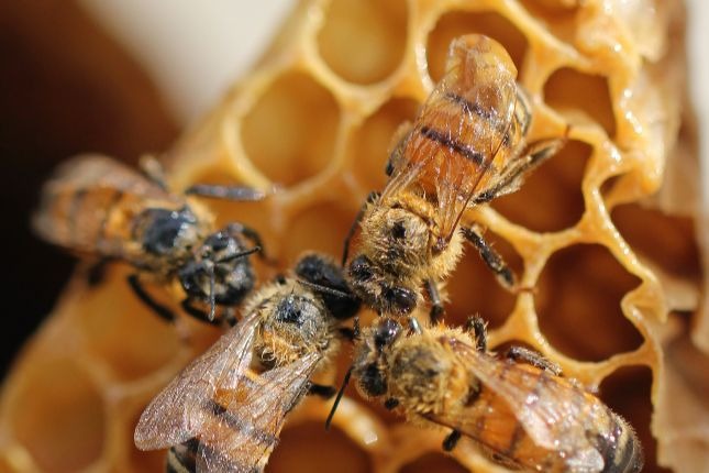 Bienen sitzen auf Waben und machen Honig