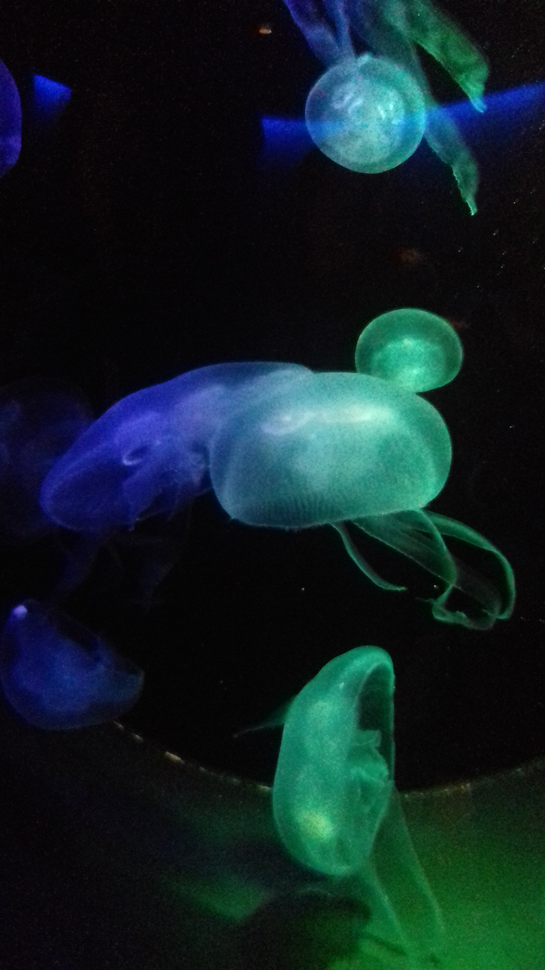 Fotografie eines Aquariums