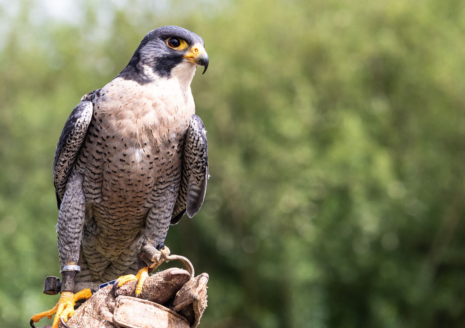 Unterwegs mit Falkner Schnurbusch