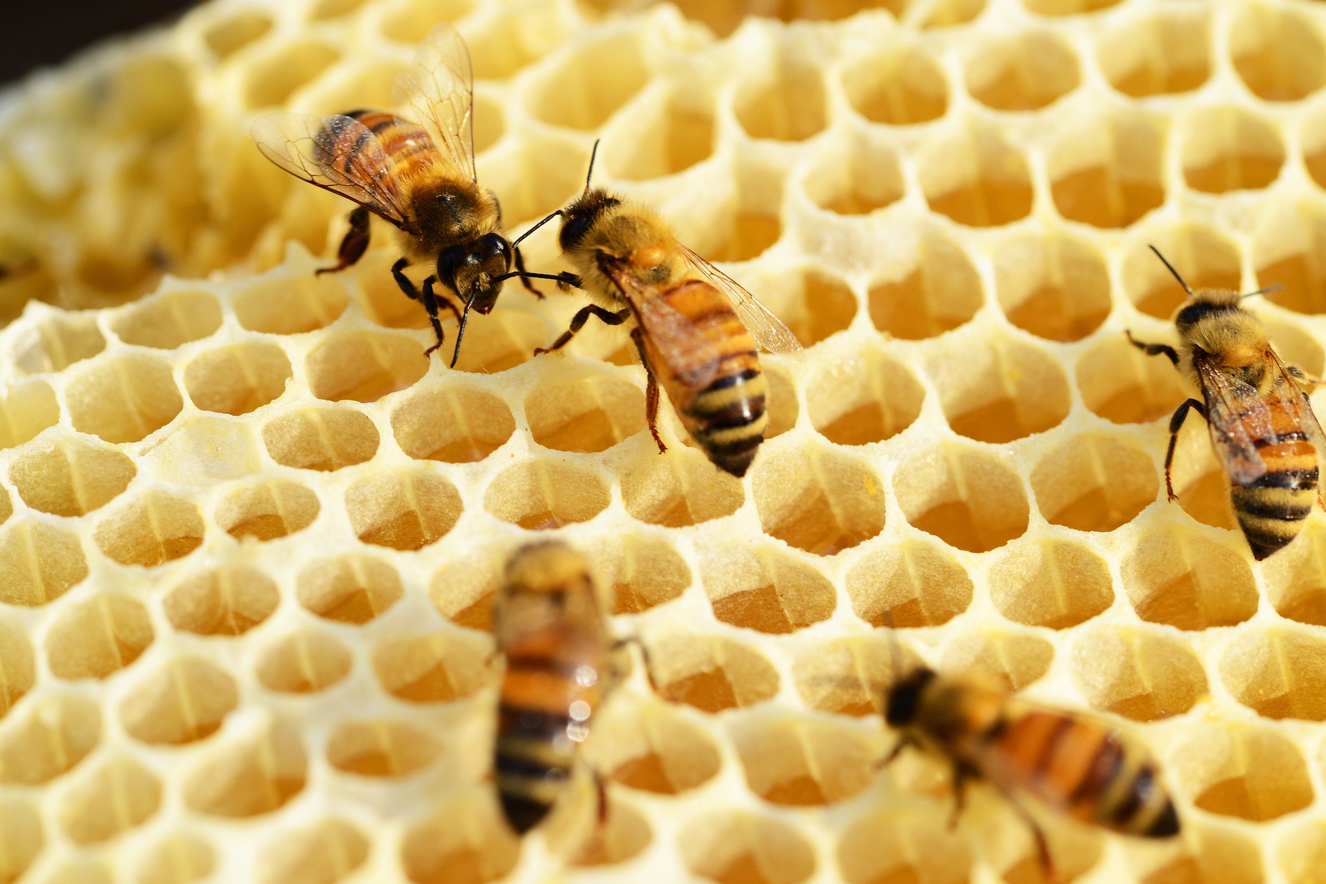 Honigbienen erleben für Eltern und Kinder ab 5 Jahren