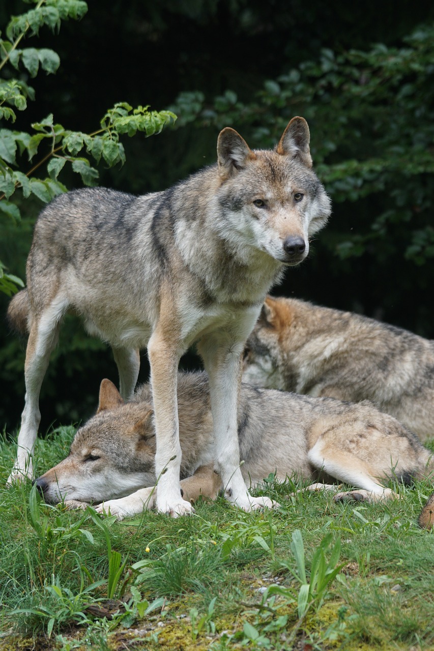 Leitwölfe sein, Liebevolle Führung in der Familie