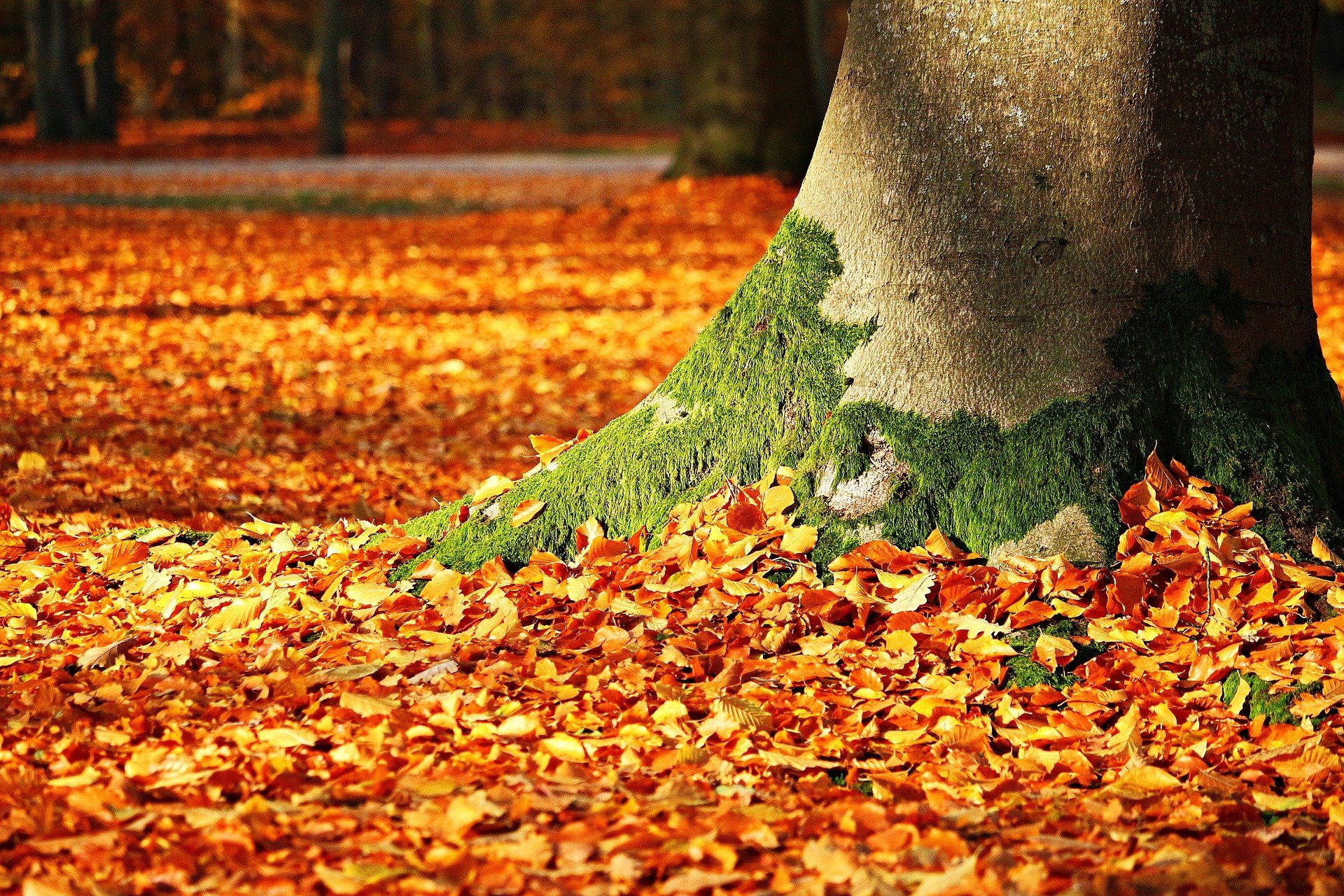 Mit Herbstblättern bedeckter Waldboden
