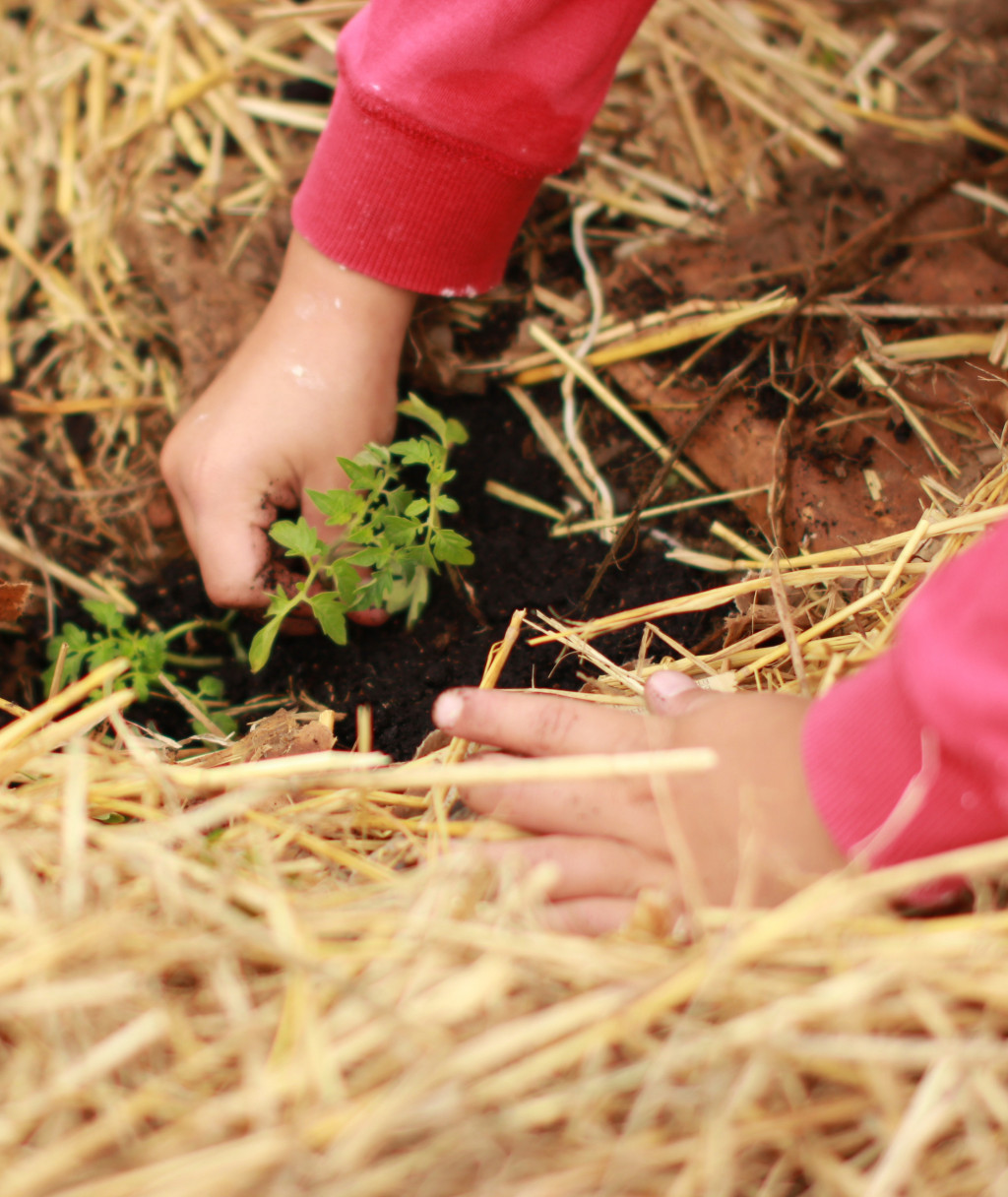 Kinderhand im Beet