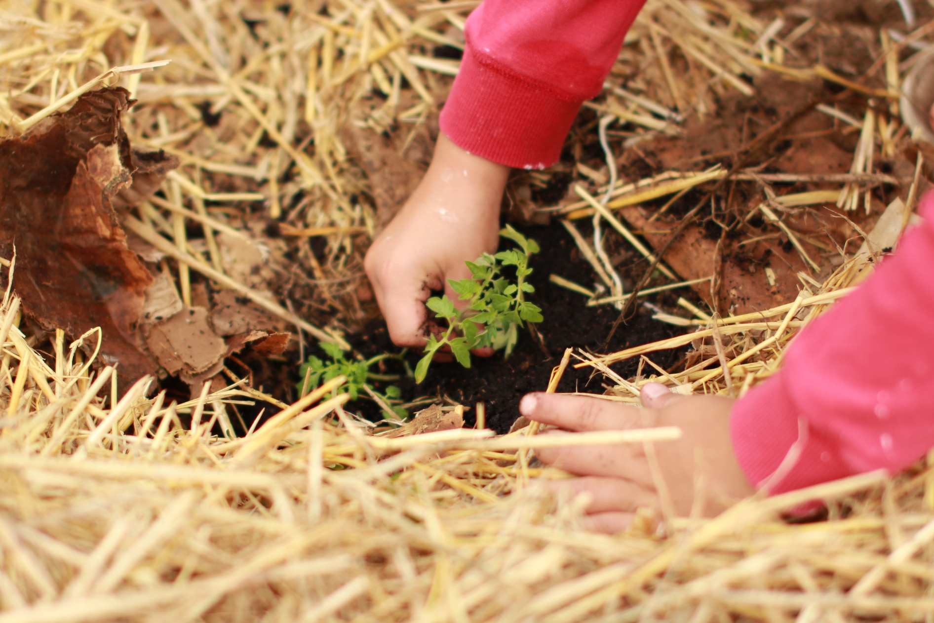 Kinderhände beim Einpflanzen