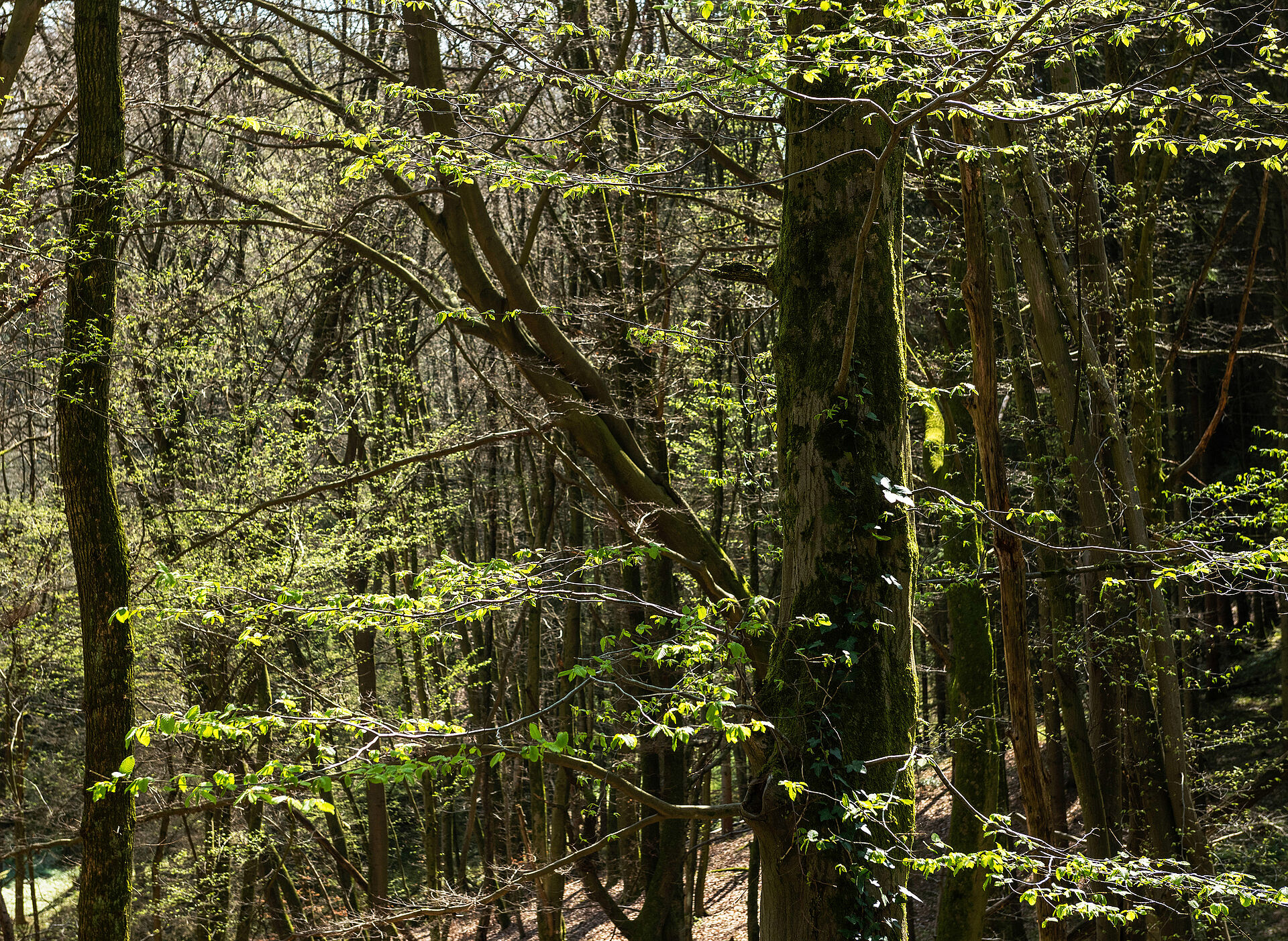 Familie im Wald für (Groß-)Eltern und Kinder ab 2 Jahren