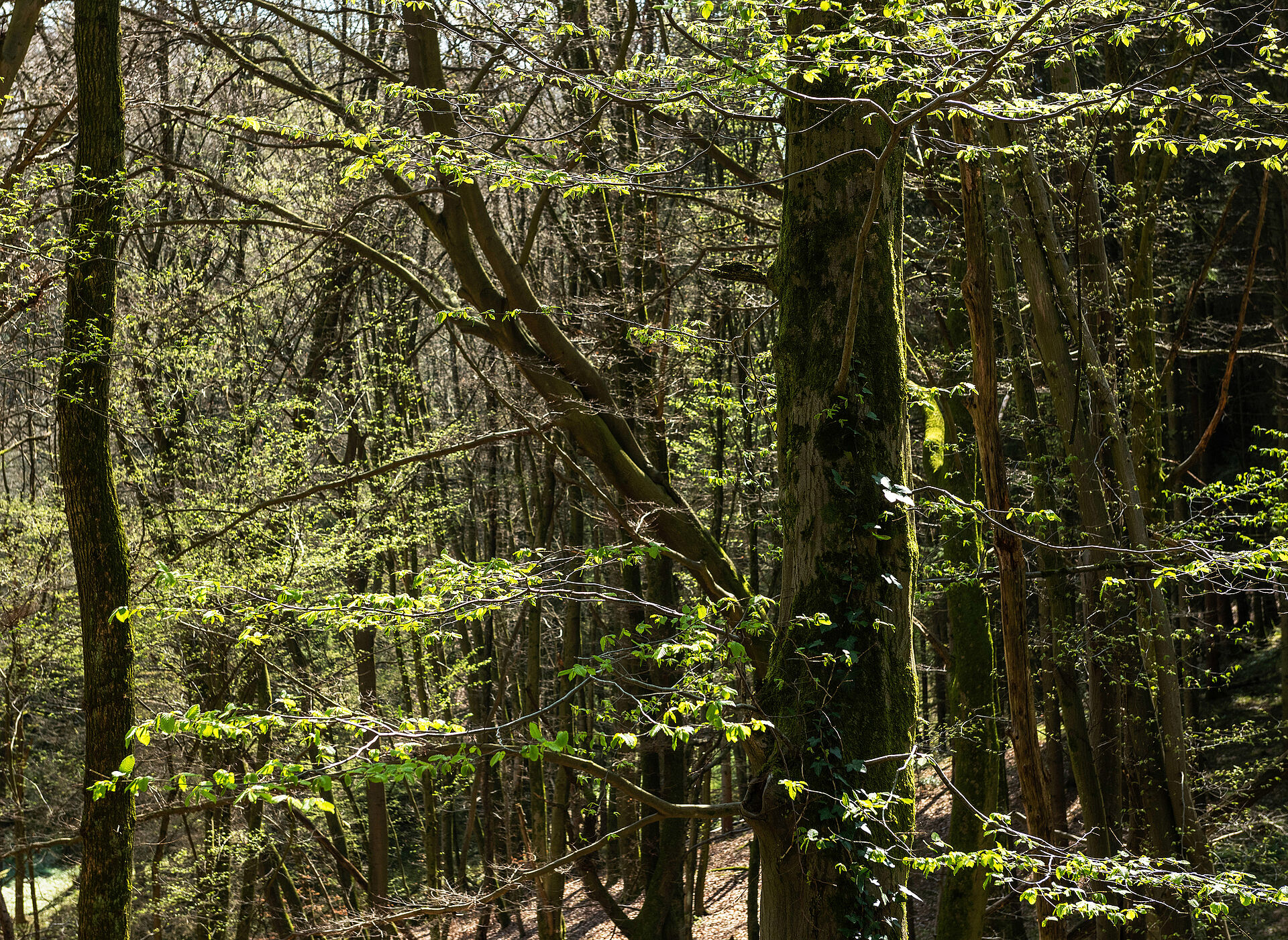 Wir erforschen den Wald für Väter mit ihren Kindern (ab 1,5 Jahren)