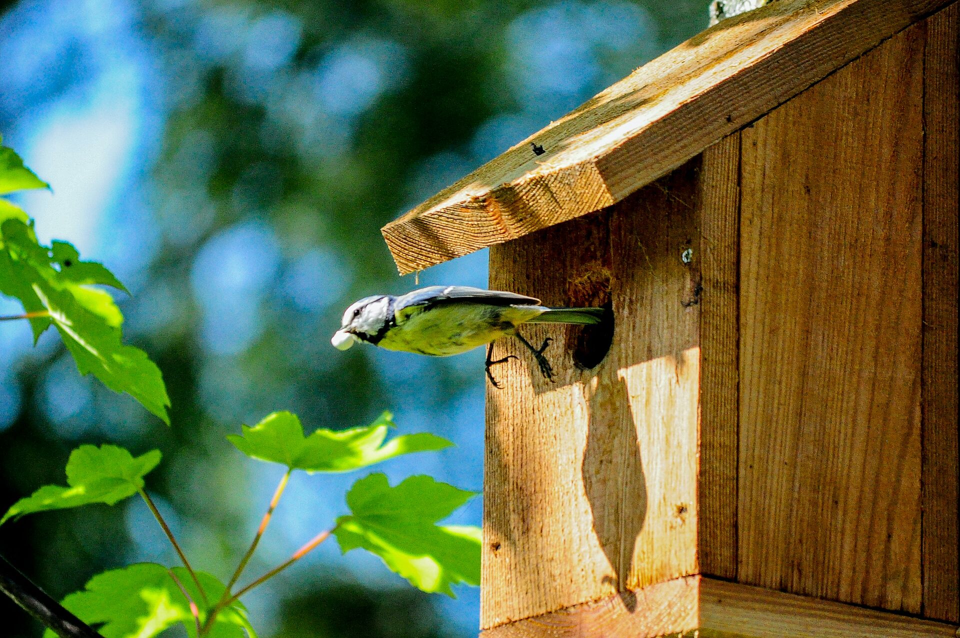 Wir werken ein Vogelhaus