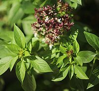 Wildkraeuter